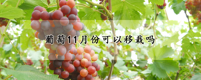 葡萄11月份可以移栽嗎