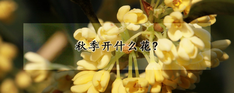 秋季開什么花?