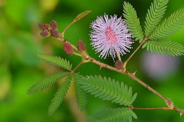 含羞草的原產(chǎn)地是哪個國家