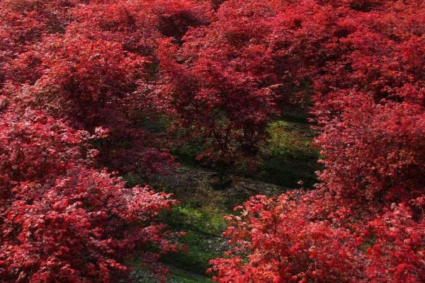 紅楓十一月可以移栽嗎