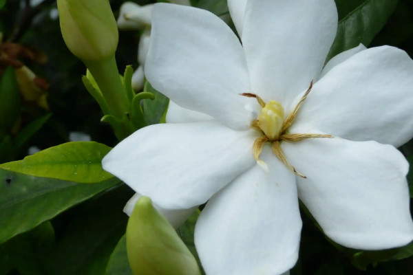 梔子花十二月份開花嗎