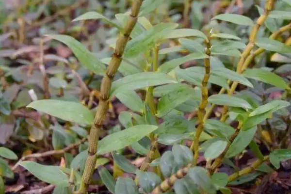 陽(yáng)臺(tái)種植石斛的時(shí)間和方法步驟，石斛陽(yáng)臺(tái)怎么養(yǎng)才好