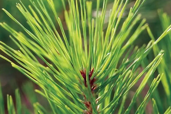 裸子植物有花和果實嗎