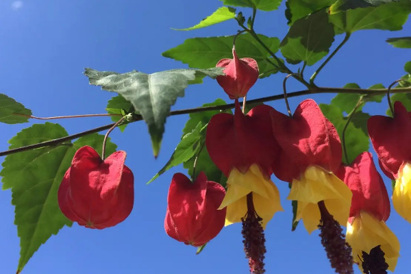 蔓性風鈴花的養殖方法和注意事項