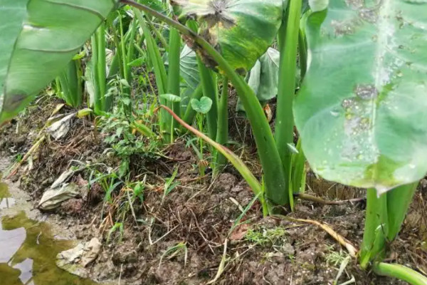 檳榔芋的種植與管理技術