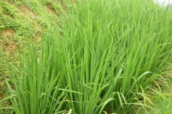 高丹王草種植技術(shù)