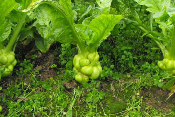 榨菜種植技術與種植時間