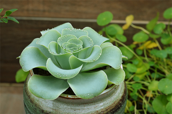 多肉植物怎么養(yǎng) 7個(gè)小技巧教你養(yǎng)得又大又肥 