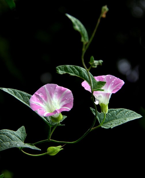 牽牛花最美的品種