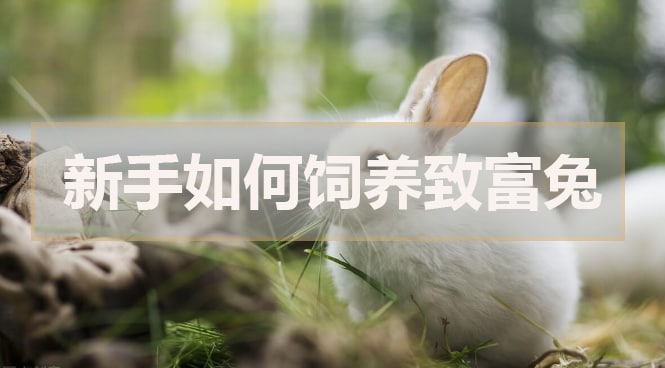 新手如何飼養(yǎng)致富兔