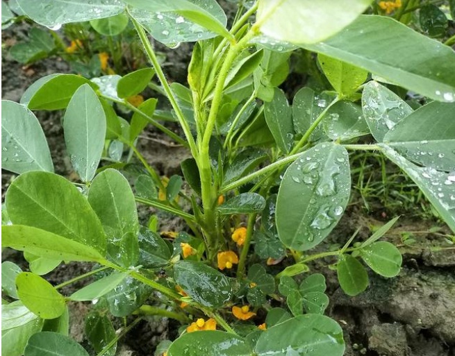 花生如何施基肥和種肥 花生如何施菌肥及微肥