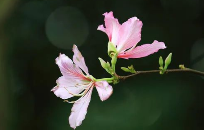 紫荊的花不是紫荊，那它是什么！