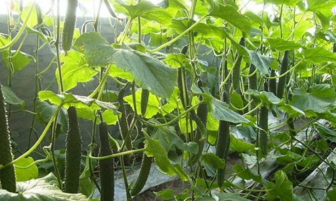 水果型黃瓜栽培技術(shù)與種植步驟