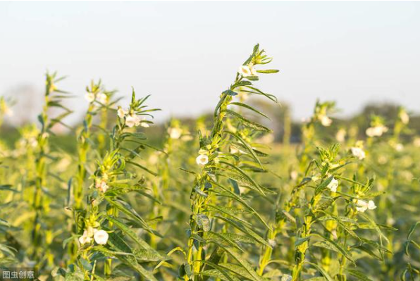 芝麻為什么合理密植能夠高產(chǎn)