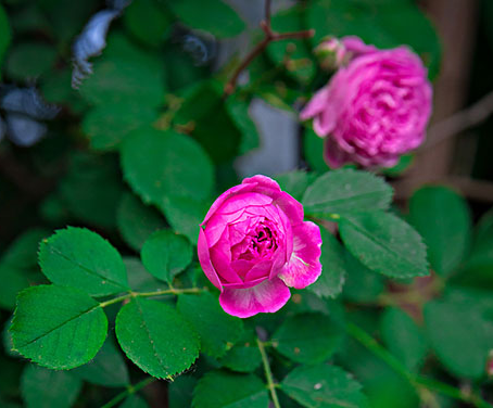 薔薇花什么季節種植好?