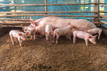 養豬小知識-豬飼料科學喂養