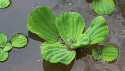 養什么水草能代替氧氣泵