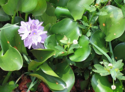 養什么水草能代替氧氣泵