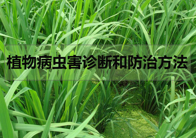 植物病蟲害診斷和防治方法