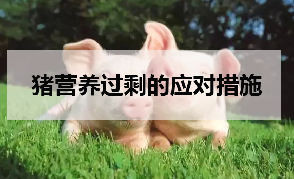 豬營養(yǎng)過剩的應(yīng)對(duì)措施