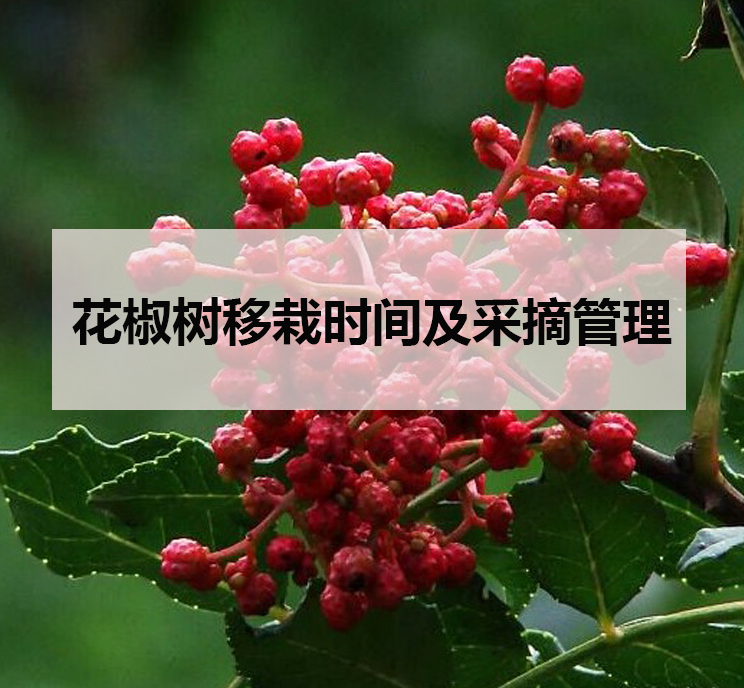 花椒樹移栽時間及采摘管理