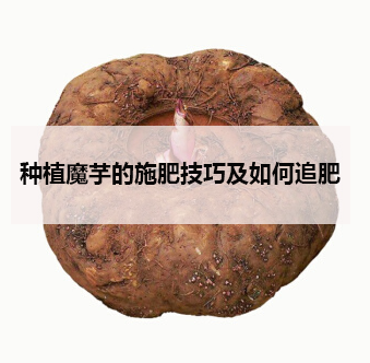 種植魔芋的施肥技巧及如何追肥