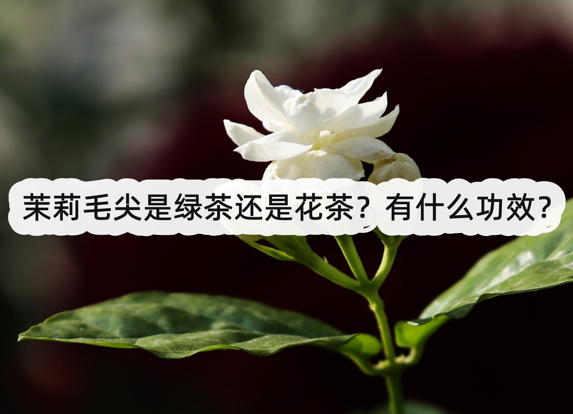 茉莉毛尖是綠茶還是花茶？有什么功效？