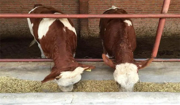 育肥牛一天的飼喂需要多少的量，育肥牛的飼料配方