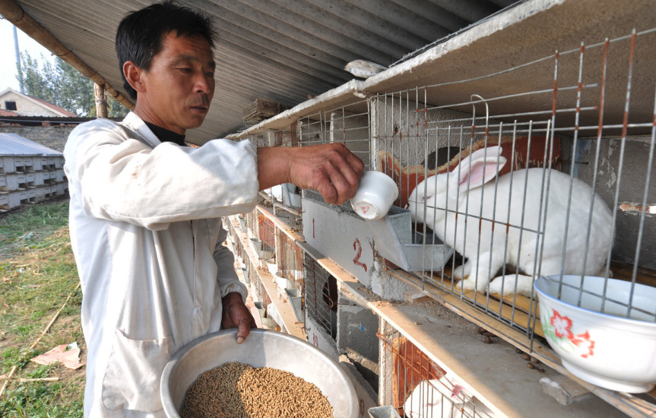 秋冬季節養兔防疫抓要點