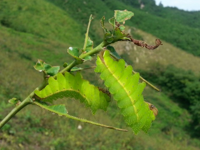 秋蠶養(yǎng)殖技術(shù)