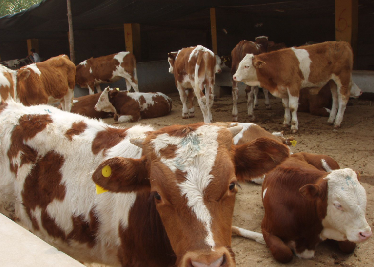 追肥期的肉牛飼料如何搭配？