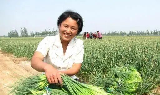 蒜苔的種植技術(shù)及方法