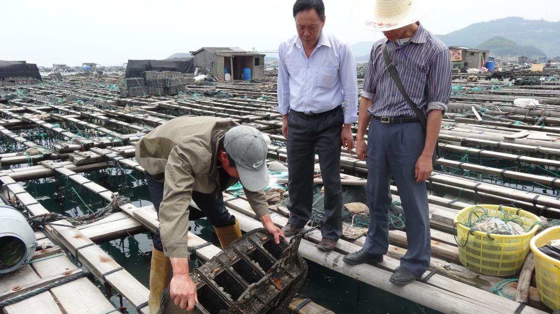 鮑魚的養殖技術