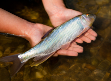 <strong>淡水魚繁殖過程中注意的點</strong>