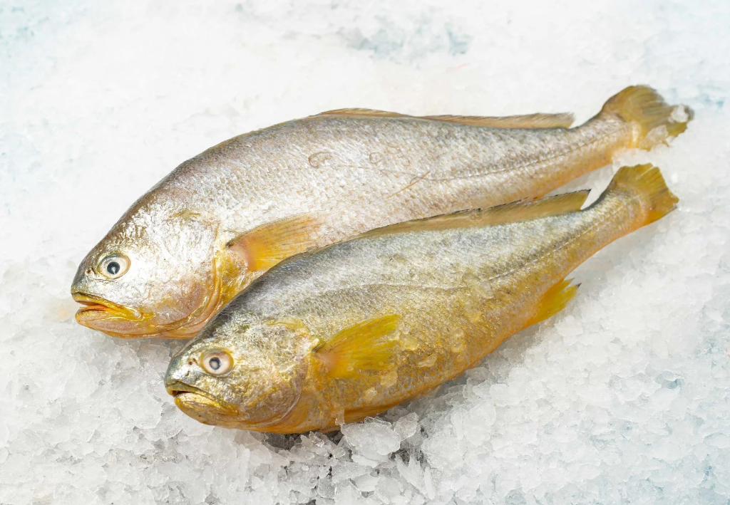 野生黃魚和養殖黃魚的區別？