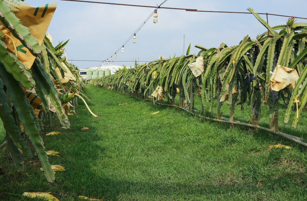 火龍果怎么種植才能結果？