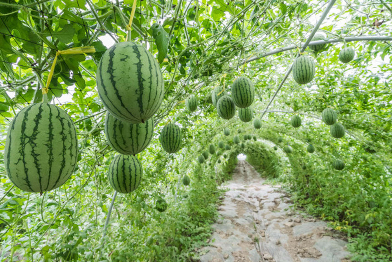 西瓜育苗盤育苗技術方法