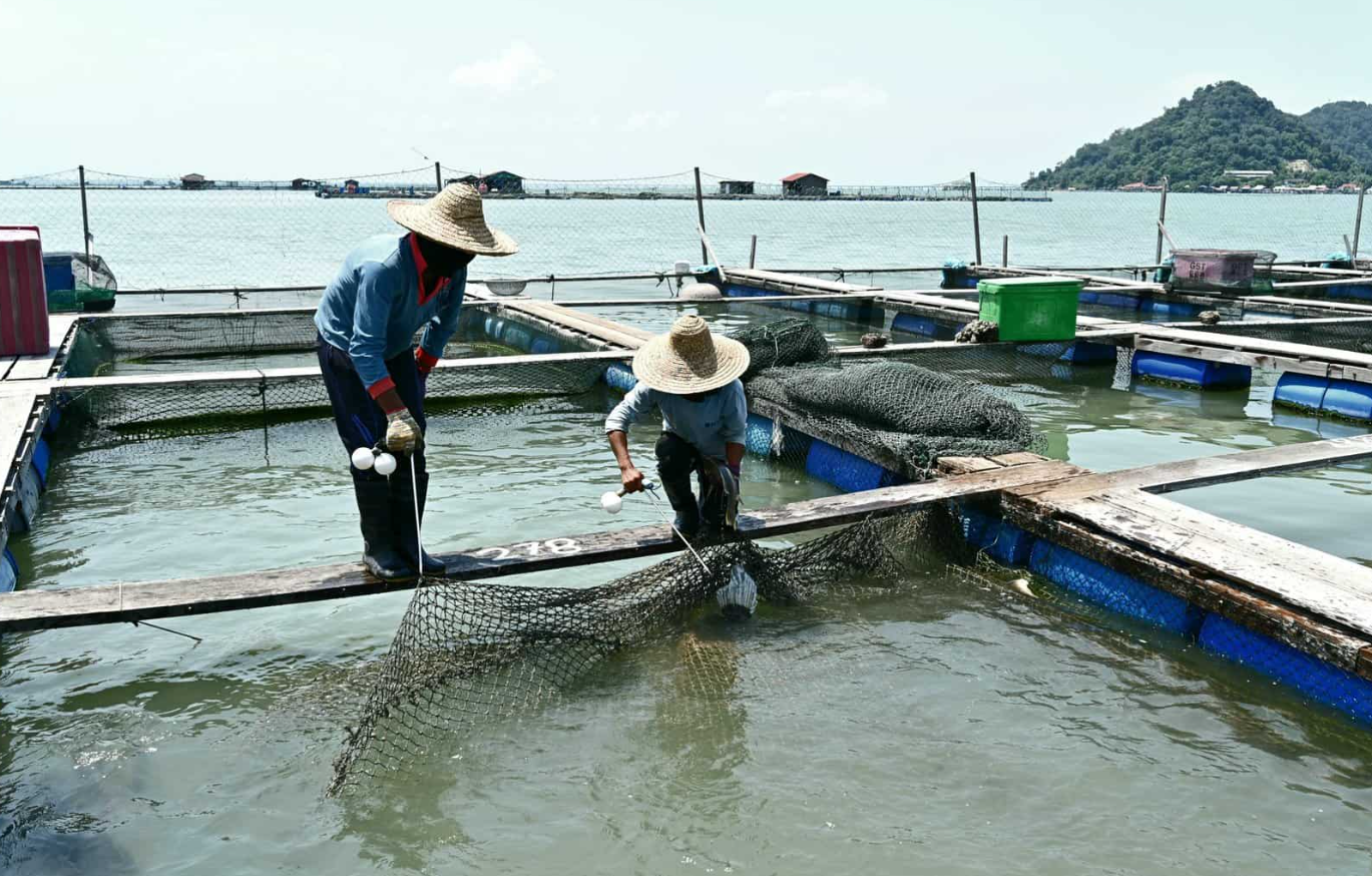 豐年蝦怎么喂魚？