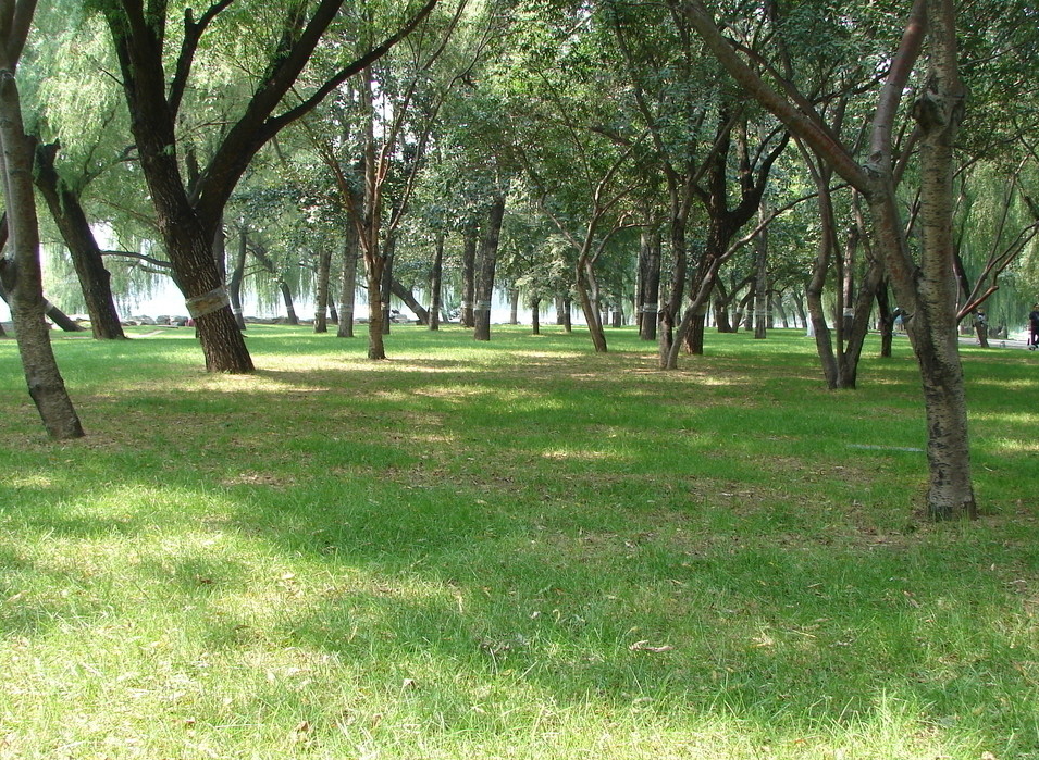 基本農(nóng)田種樹怎么處理？