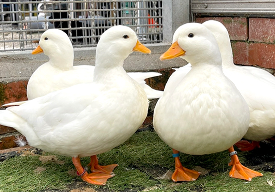 柯爾鴨特點和飼養條件介紹