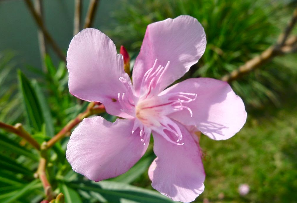 夾竹桃是一年四季都能開花嗎？室內(nèi)栽培需要哪些條件？