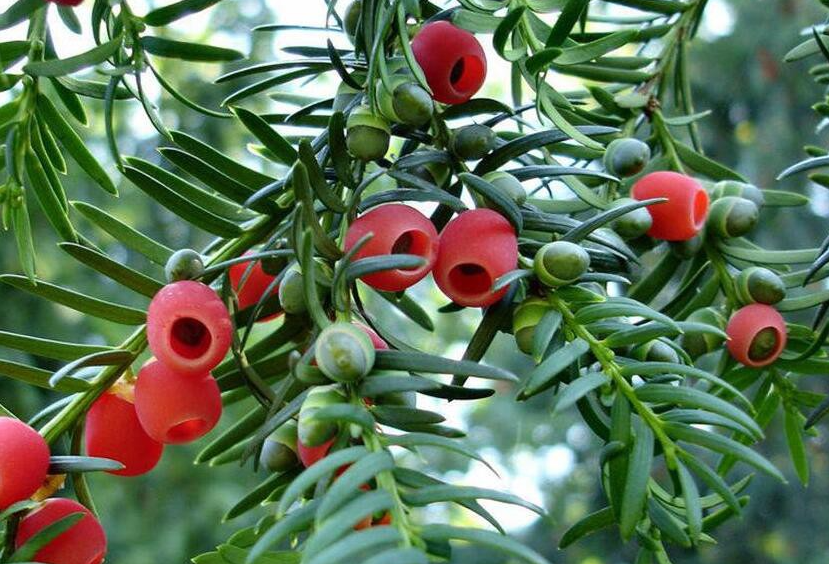 有哪些花冬天也可以開(kāi)花？如何在家庭中進(jìn)行栽培？