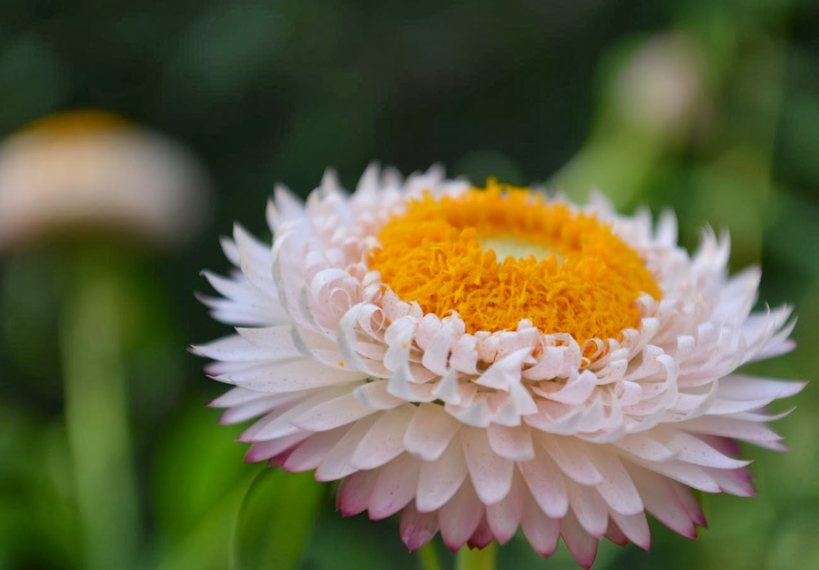 麥稈菊一年開幾次花？