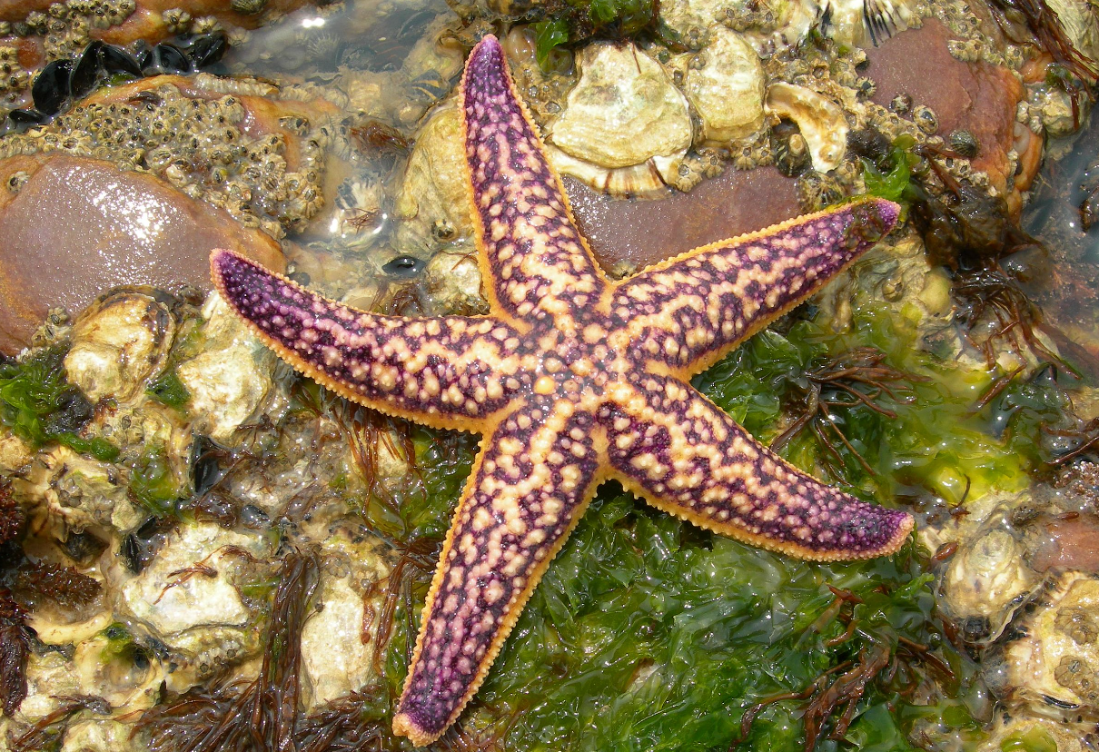 海星是動物還是植物？海星的生物特征介紹