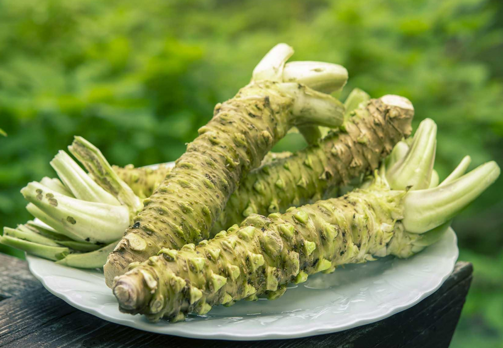 山葵如何種植？山葵的經(jīng)濟(jì)價值和營養(yǎng)價值介紹