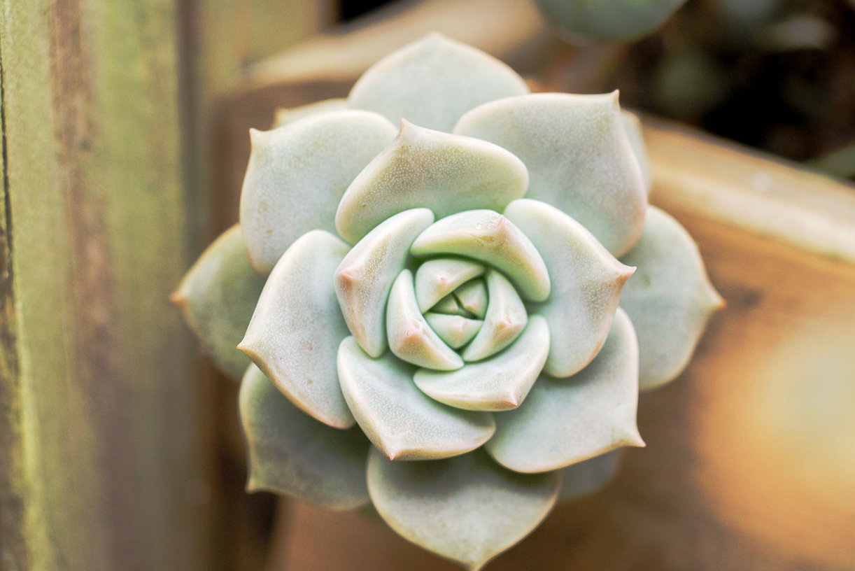 多肉植物為什么會掉葉子？如何預防和治理？