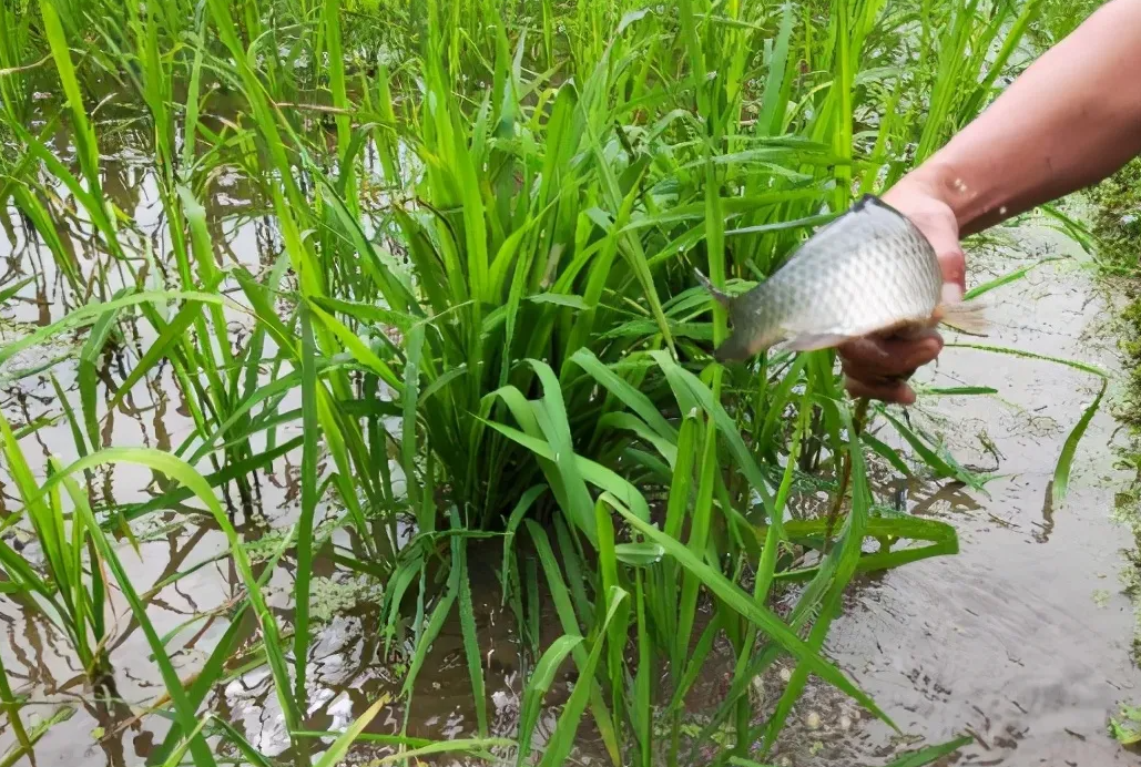 稻田養魚的發展概況怎么樣？經濟效益如何？