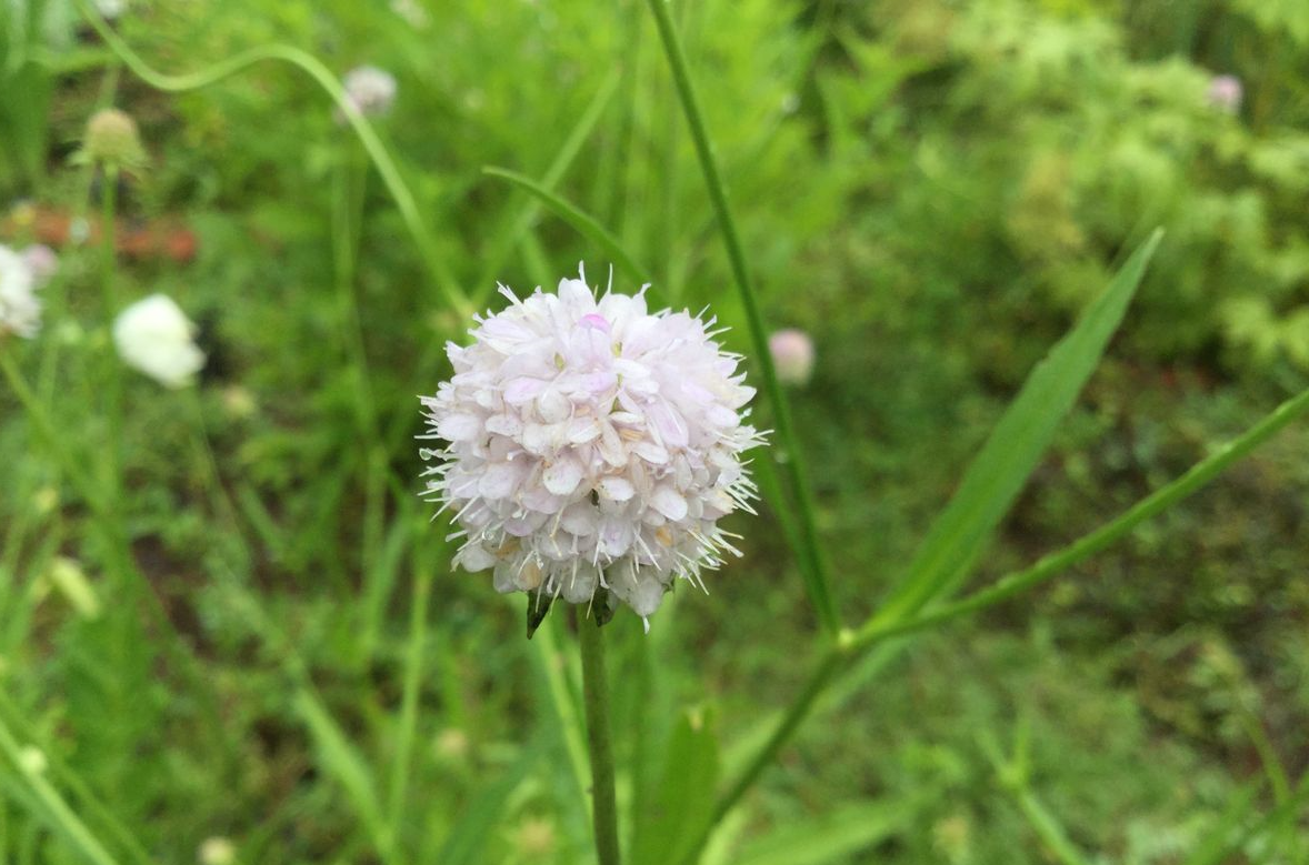 宿根花卉如何繁殖？怎樣去做好種植管理？