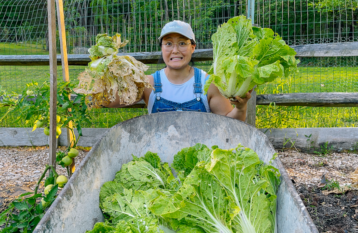 夏季高溫大白菜病蟲害防治方法介紹