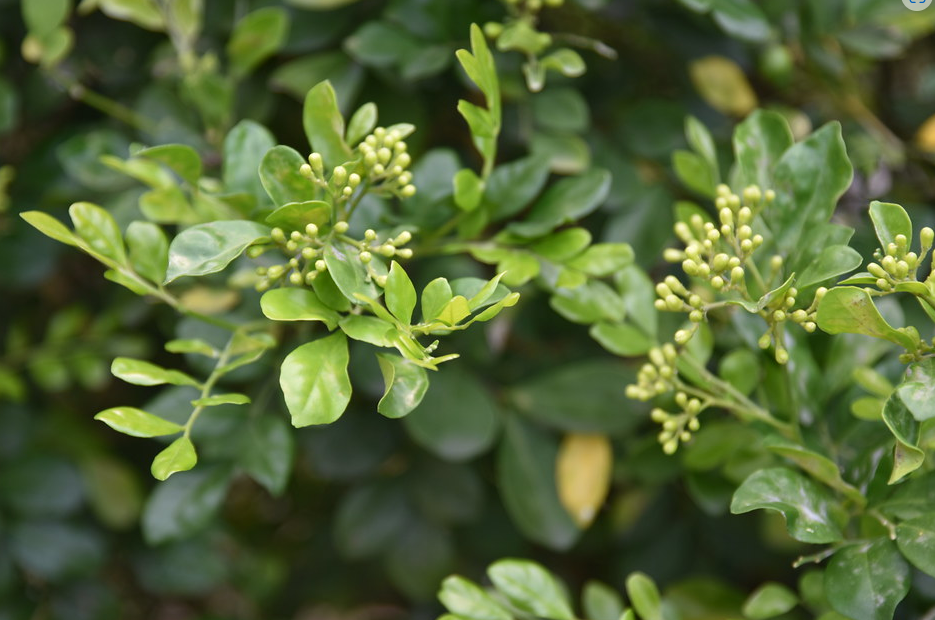 七里香種植技術有什么要求？怎么去養護？